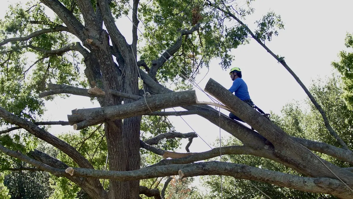Professional Crown Thinning performed by certified arborists in Bronwood