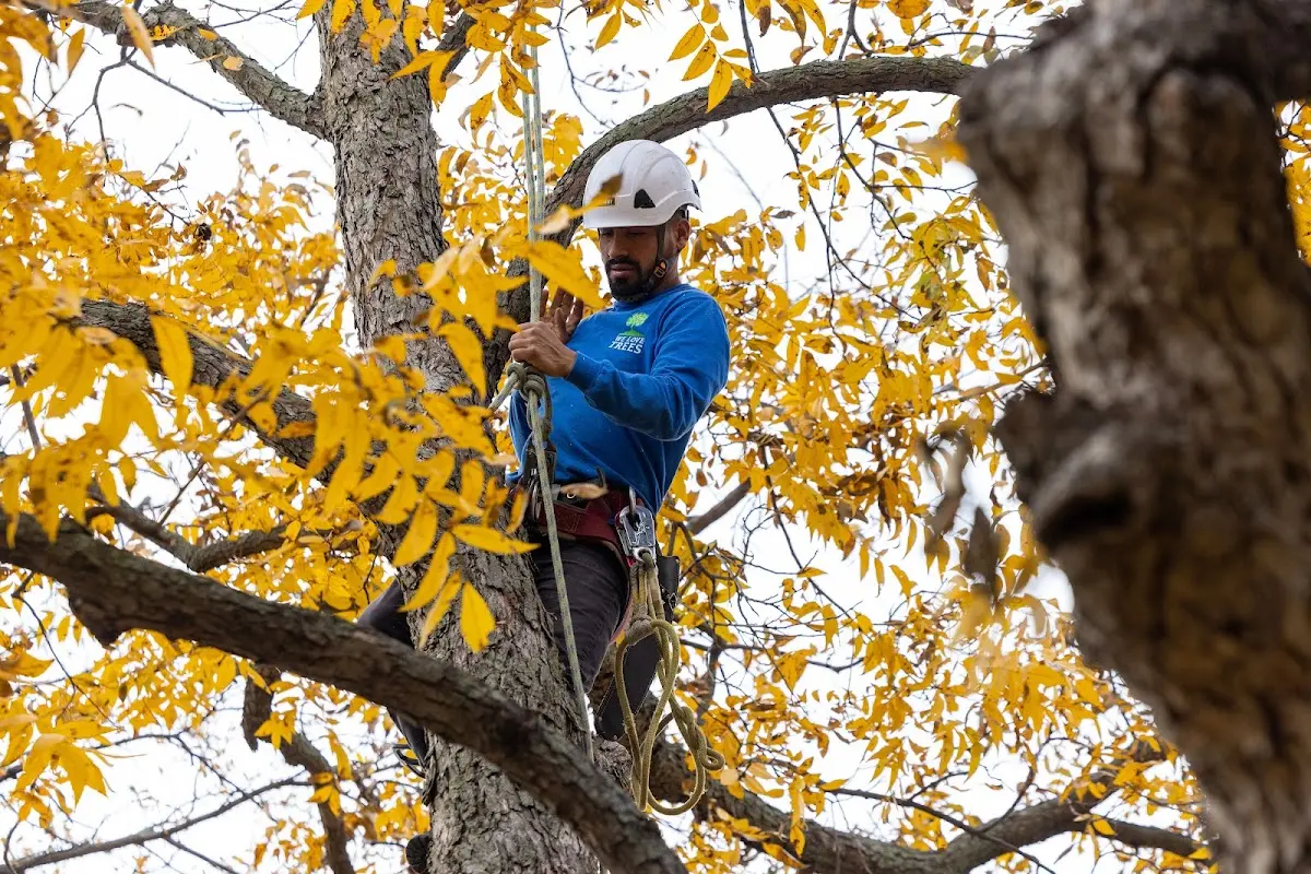 Skilled Tree Pruning crew working in Bronwood