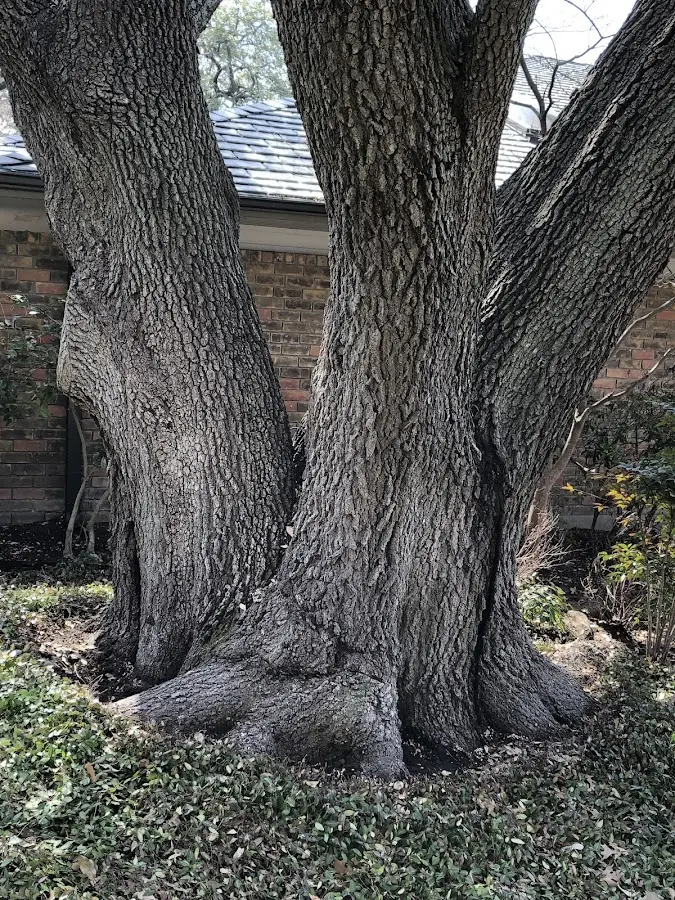 Mature heritage tree close to a Bronwood property cared for by certified arborists